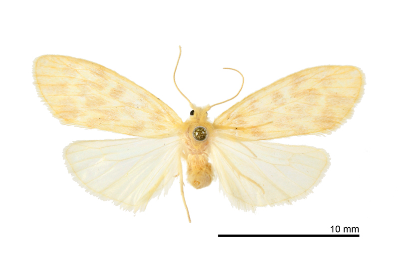 Hemipsilia coavestis Female